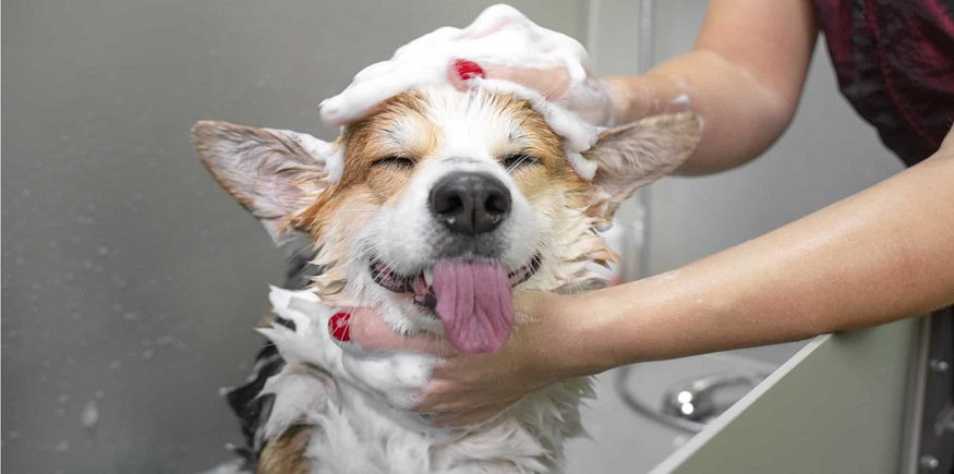 7 Reasons Why Dogs Get Dry Skin Dandruff And How To Treat It